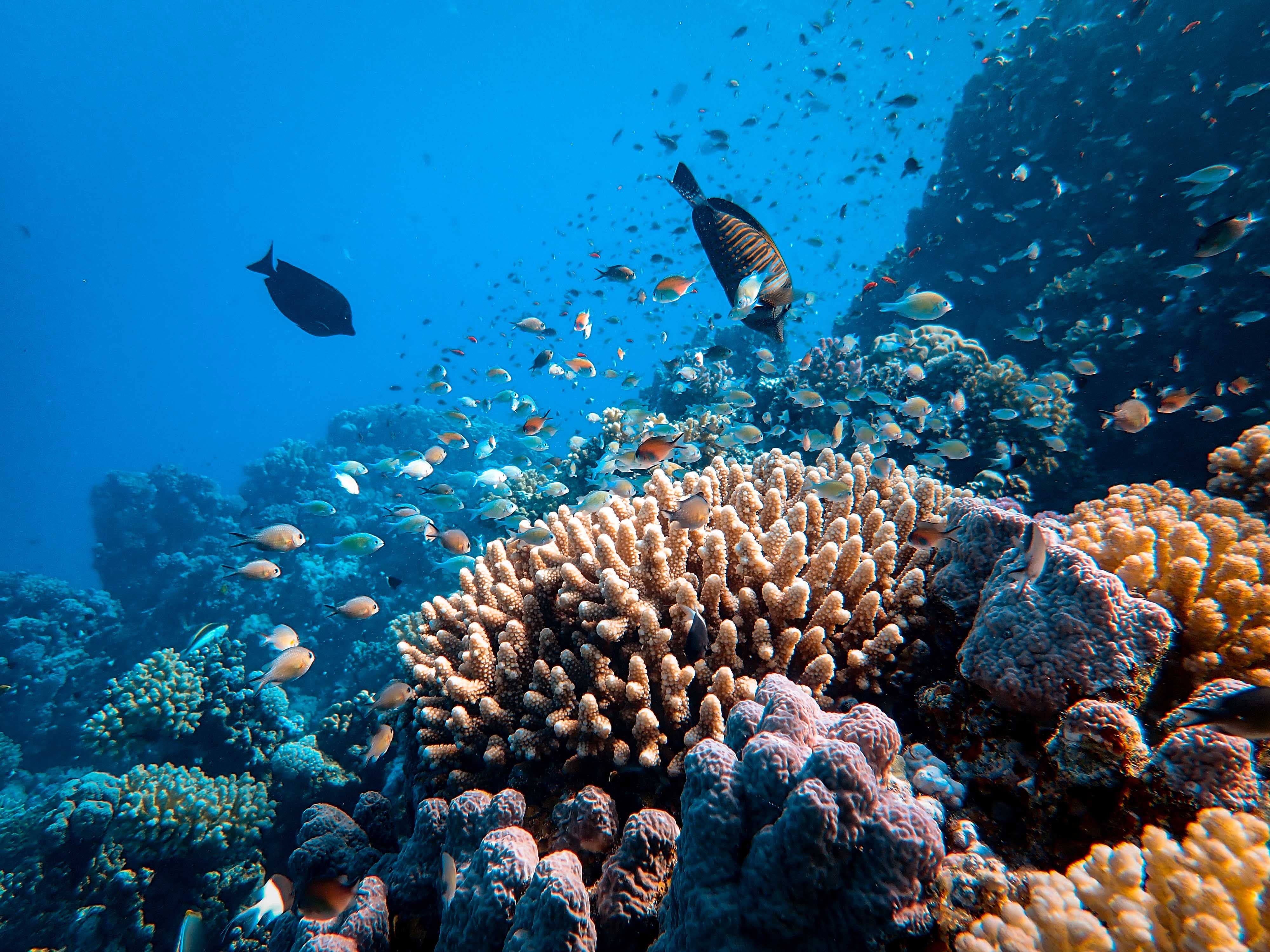 Sunscreen and Coral Reefs